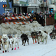 Not the dogs in question, but some other dogs; Photo via AP